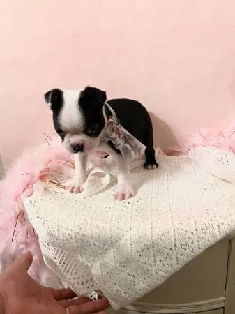Miraclebostonterriers Picture 1