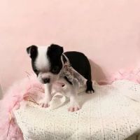 Miraclebostonterriers ico