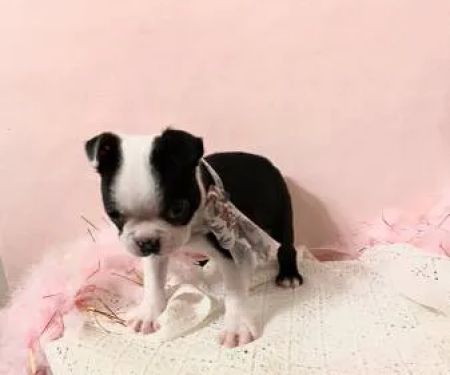 Miraclebostonterriers