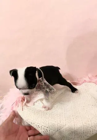 Miraclebostonterriers Picture 2