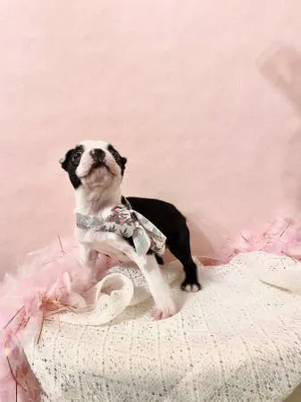 Miraclebostonterriers Picture 3