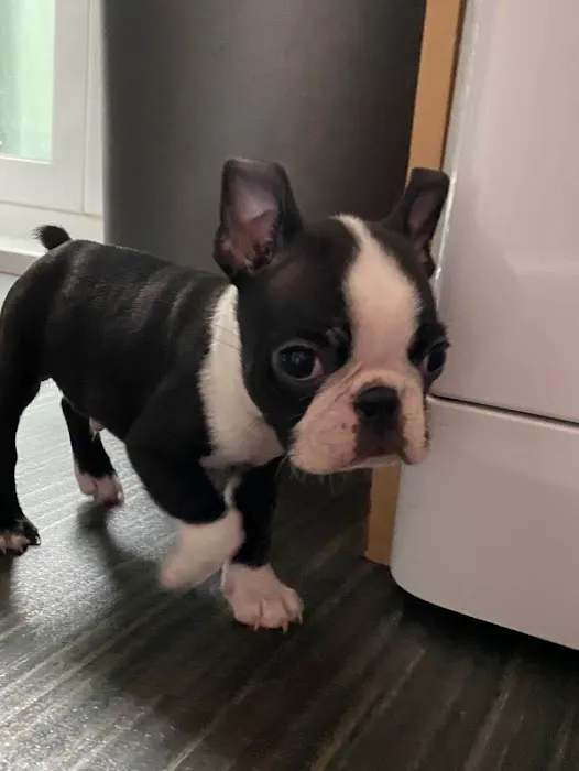 Miraclebostonterriers Picture 4