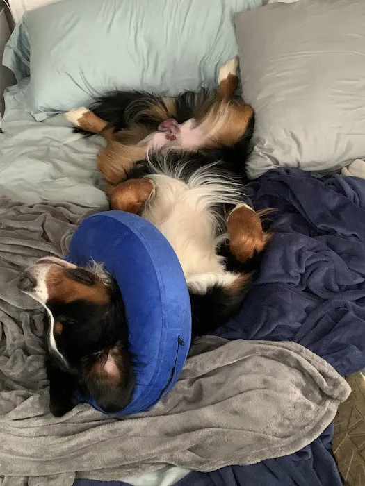 Banfield Pet Hospital Picture 9