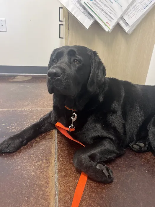 Thrive Pet Healthcare - Frederick Picture 7