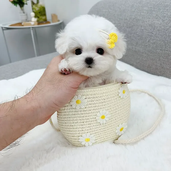 5-Star Teacup Breeders/Staffordshire Bull Terrier Puppies For Sale-Purebred Babies / Teacup Puppies for sale Picture 2