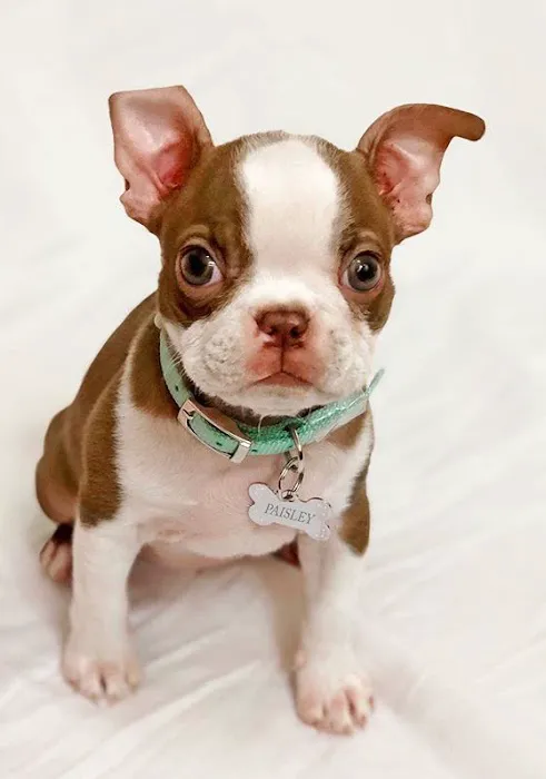 5-Star Teacup Breeders/Staffordshire Bull Terrier Puppies For Sale-Purebred Babies / Teacup Puppies for sale Picture 3