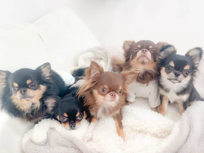 5-Star Teacup Breeders/Staffordshire Bull Terrier Puppies For Sale-Purebred Babies / Teacup Puppies for sale Picture 1