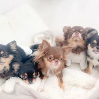 5-Star Teacup Breeders/Staffordshire Bull Terrier Puppies For Sale-Purebred Babies / Teacup Puppies for sale ico