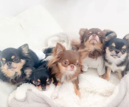 5-Star Teacup Breeders/Staffordshire Bull Terrier Puppies For Sale-Purebred Babies / Teacup Puppies for sale