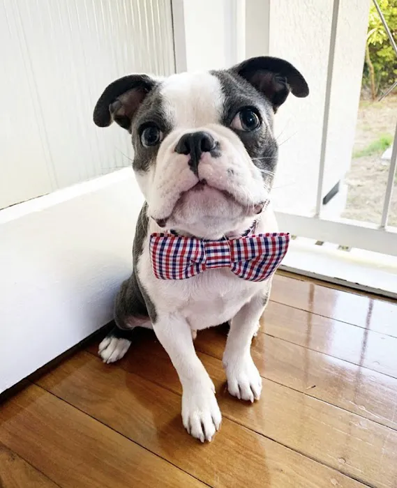 5-Star Teacup Breeders/Staffordshire Bull Terrier Puppies For Sale-Purebred Babies / Teacup Puppies for sale Picture 6