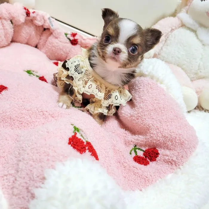 5-Star Teacup Breeders/Staffordshire Bull Terrier Puppies For Sale-Purebred Babies / Teacup Puppies for sale Picture 5