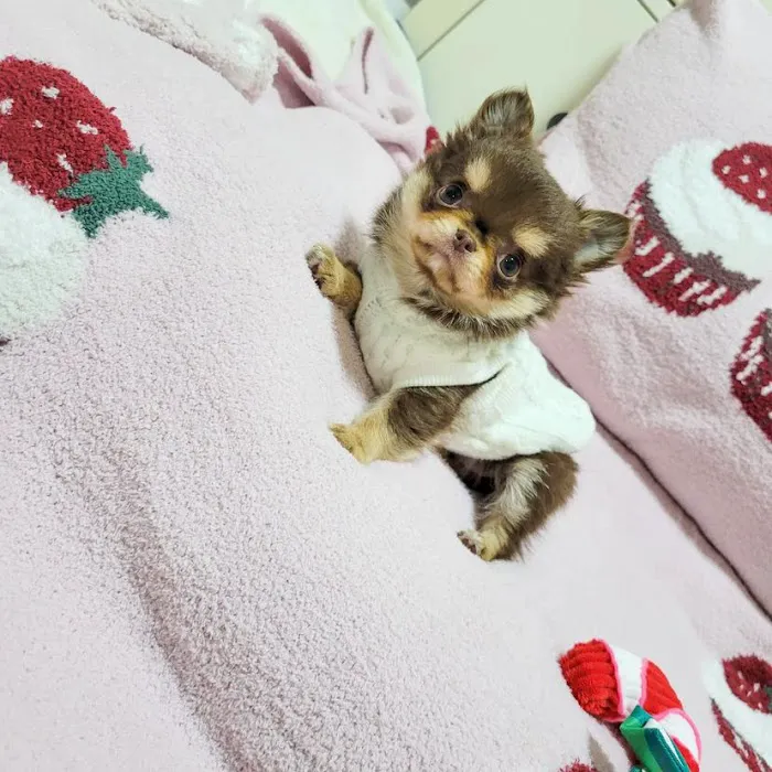 5-Star Teacup Breeders/Staffordshire Bull Terrier Puppies For Sale-Purebred Babies / Teacup Puppies for sale Picture 7
