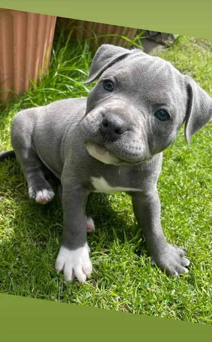 5-Star Teacup Breeders/Staffordshire Bull Terrier Puppies For Sale-Purebred Babies / Teacup Puppies for sale Picture 9
