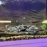 The Big Little Fish Store ico
