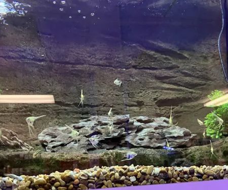 The Big Little Fish Store