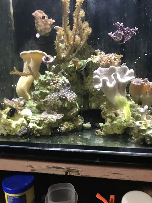 The Big Little Fish Store Picture 5