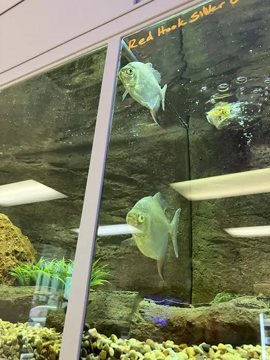 The Big Little Fish Store Picture 8