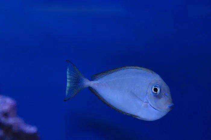 The Big Little Fish Store Picture 9