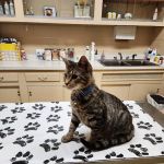 Opossum Pike Veterinary Clinic
