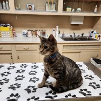 Opossum Pike Veterinary Clinic ico