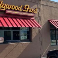 Hollywood Feed ico