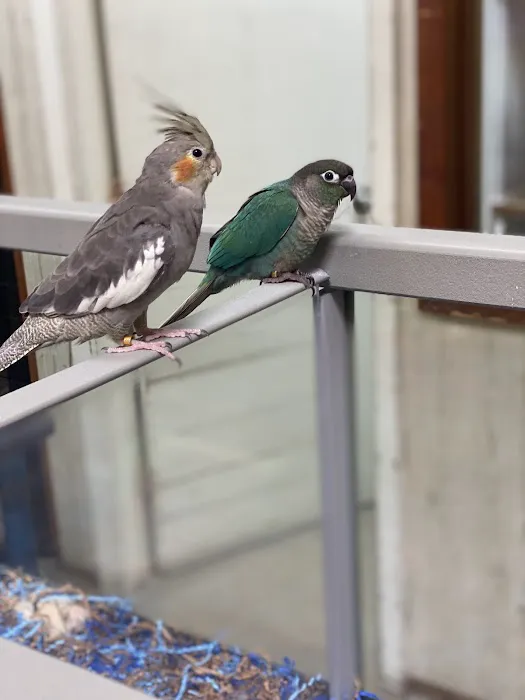 Kookaburra Bird Shop, LLC Picture 2