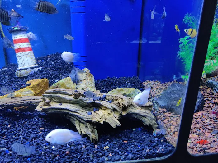 Dallas North Aquarium Picture 2