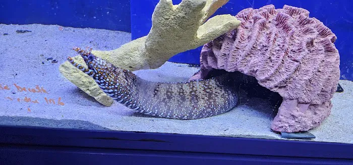 Dallas North Aquarium Picture 10