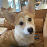 Village Vet of Urbana ico