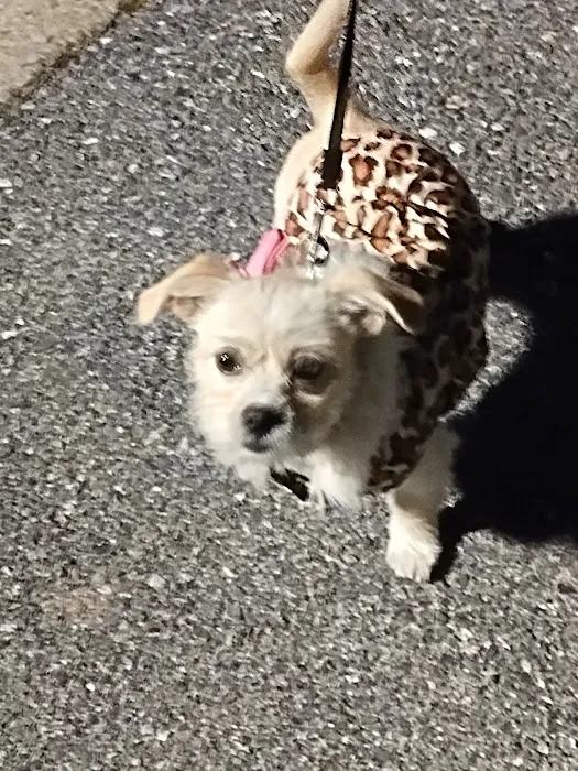 Village Vet of Urbana Picture 9