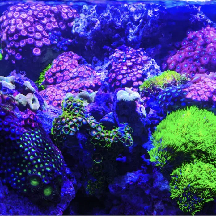 Aquarium Headquarters Maintenance, Service & Luxury Aquarium Installation Co. Picture 8