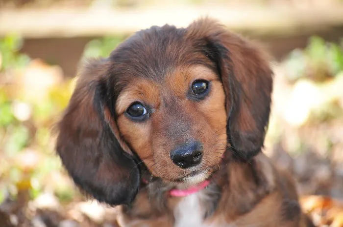 Compassion Veterinary Center Picture 8