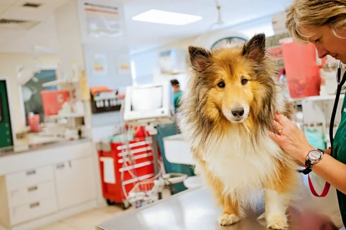 Greenbriar Veterinary Hospital & Luxury Pet Resort Picture 7