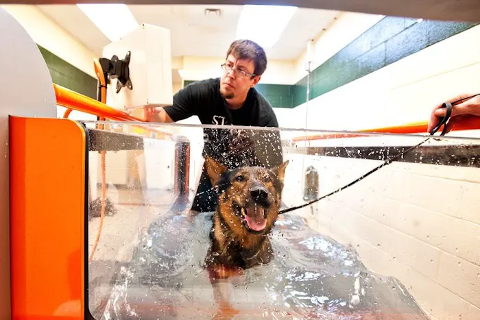 Greenbriar Veterinary Hospital & Luxury Pet Resort Picture 9