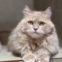 Banfield Pet Hospital ico
