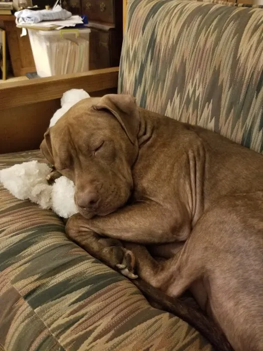 Banfield Pet Hospital Picture 6