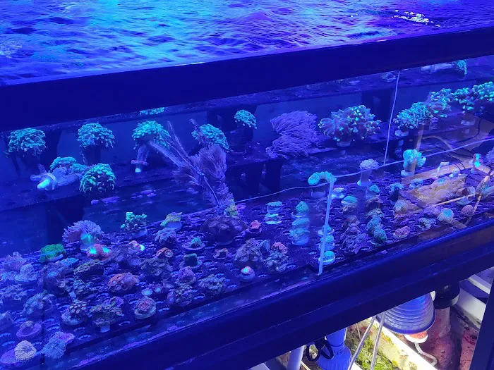 Aquastudios Aquarium Picture 2