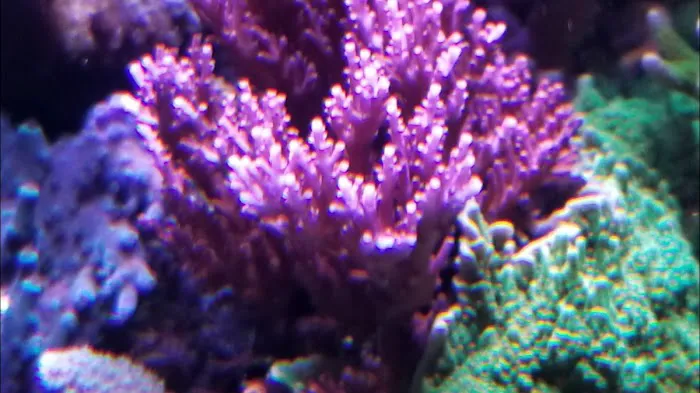 Aquastudios Aquarium Picture 3