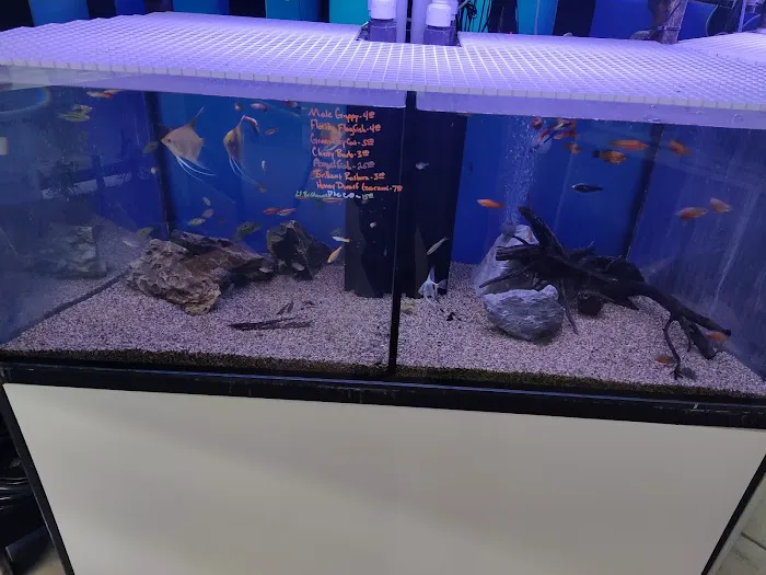 Aquastudios Aquarium Picture 6