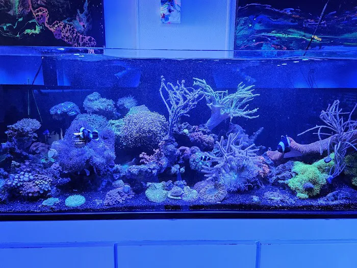 Aquastudios Aquarium Picture 5