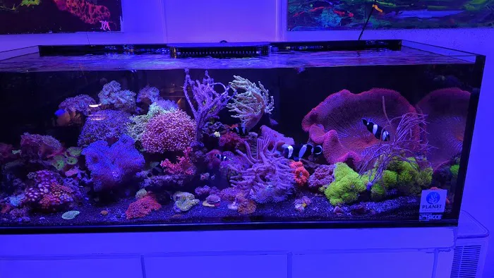 Aquastudios Aquarium Picture 10