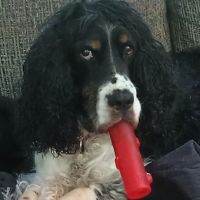 Frederick Veterinary Center ico