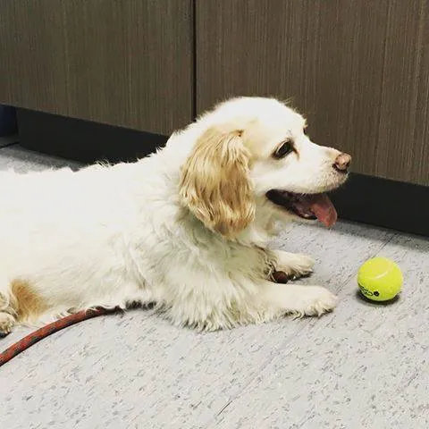 CVCA Cardiac Care For Pets Picture 1