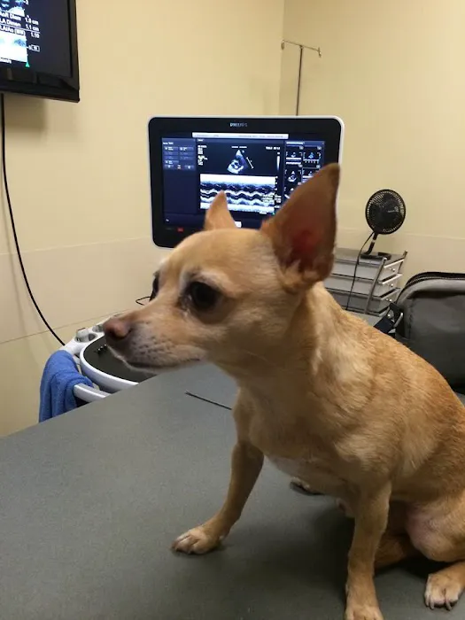 CVCA Cardiac Care For Pets Picture 4