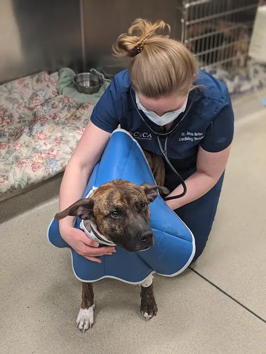 CVCA Cardiac Care For Pets Picture 7