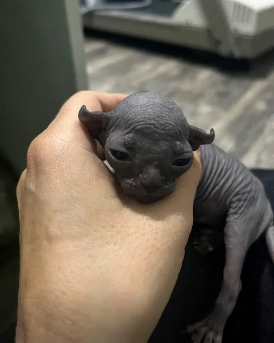 Sphynx Cats Picture 1