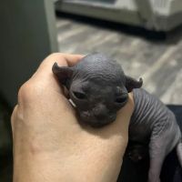 Sphynx Cats ico