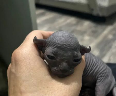 Sphynx Cats
