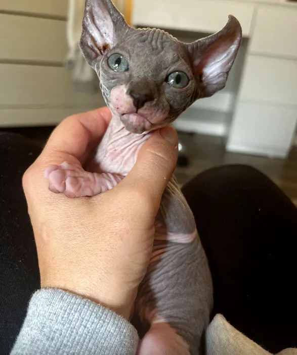 Sphynx Cats Picture 2