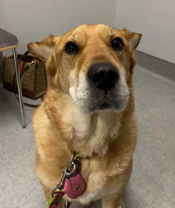 Partner Veterinary Emergency & Specialty Center - Frederick Picture 10